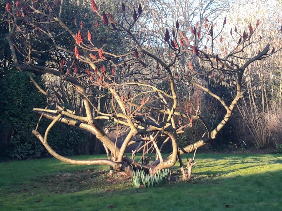 Un Grand Jardin En Ville. Chez Guy Uccle Exteriér fotografie